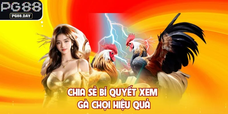 Chia sẻ bí quyết xem gà chọi hiệu quả