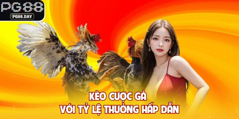 Kèo cược gà với tỷ lệ thưởng hấp dẫn